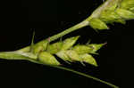 Eastern narrowleaf sedge